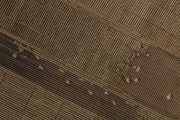 在一片按照新标准进行清洁农业和食品安全的胡萝卜种植田中。照片拍摄于2024年10月13日，地点：北宁。图片下载