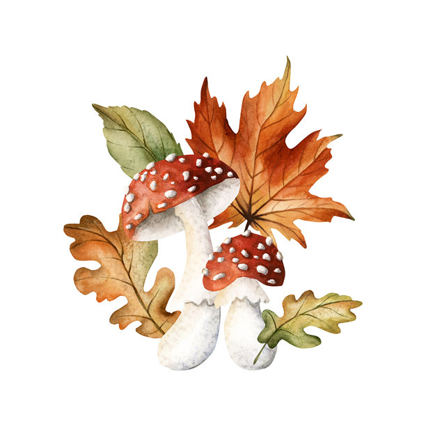 红色苍蝇伞蘑菇与秋季树叶。毒蝇伞、枫树、橡树和山楂树叶。水彩花卉插图图片下载