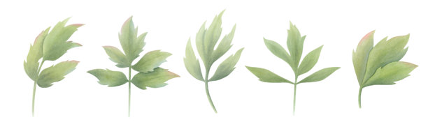 一组复古风格的绿色牡丹叶子，背景为纯色。手绘水彩植物插图。用于设计、卡片、标签、邀请函、祝贺、包装、印刷和广告的剪贴画。图片下载