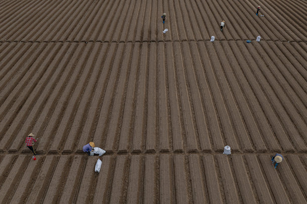 在一片按照新标准进行清洁农业和食品安全的胡萝卜种植田中。照片拍摄于2024年10月13日，地点：北宁。图片下载
