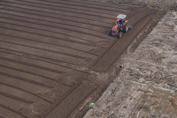 在一个按照新标准进行清洁农业和食品安全的胡萝卜种植田里。照片拍摄于2024年10月13日，地点：北宁。图片下载