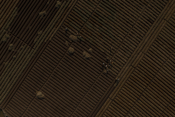 在一个按照新的清洁农业和食品安全标准种植胡萝卜的田野中。照片拍摄于2024年10月13日，地点：北宁。图片下载