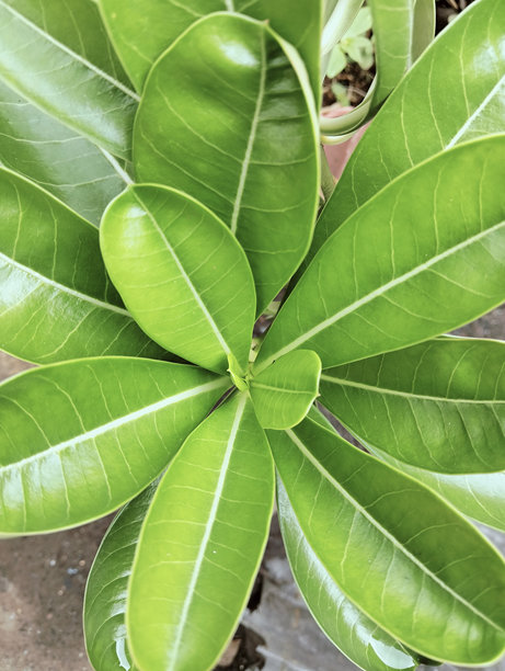 新鲜年轻的缅栀叶特写宏观照片。叶子呈光亮的深绿色，叶脉清晰可见。这张照片适合用作图形设计元素、插图或宁静的背景。图片下载