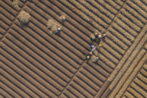 一片按照新标准进行清洁农业和食品安全种植胡萝卜的田地。照片拍摄于2024年10月13日，地点：北宁。图片下载