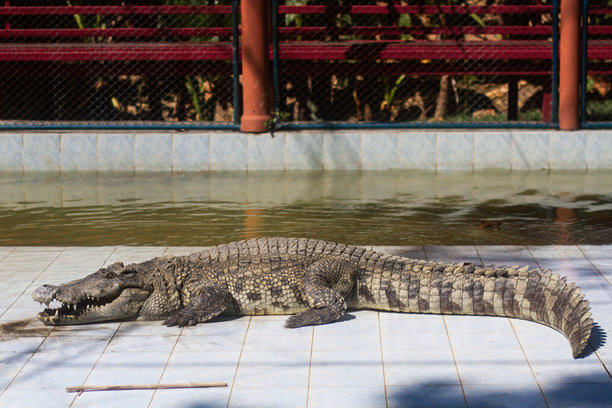 动物园里一只大型鳄鱼的美丽照片图片下载