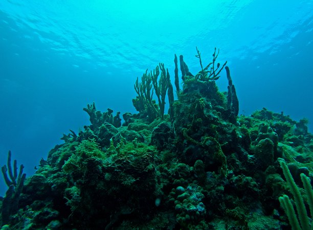 加勒比海珊瑚礁，瓜德罗普潜水时的水下照片，海面上方有珊瑚和海绵的岩石。图片下载