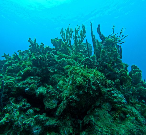 加勒比海珊瑚礁，瓜德罗普潜水时的水下照片，海面上方有珊瑚和海绵的岩石。图片下载