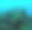 加勒比海珊瑚礁，瓜德罗普潜水时的水下照片，海面上方有珊瑚和海绵的岩石。图片下载