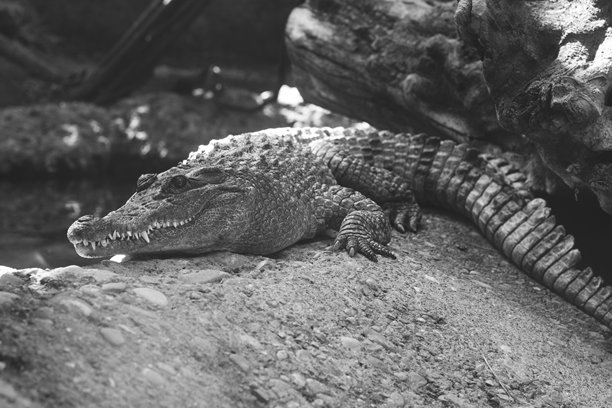 动物园里一只大型鳄鱼的美丽照片图片下载