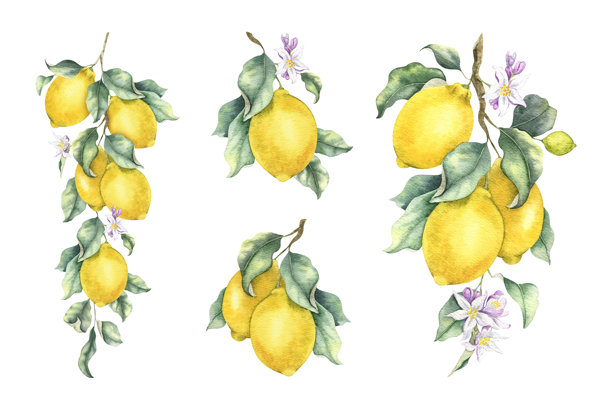 一组带有水果、叶子和花朵的柠檬枝。手绘水彩插图，独立展示。适用于商品包装、室内设计和婚礼卡片的植物组合。图片下载