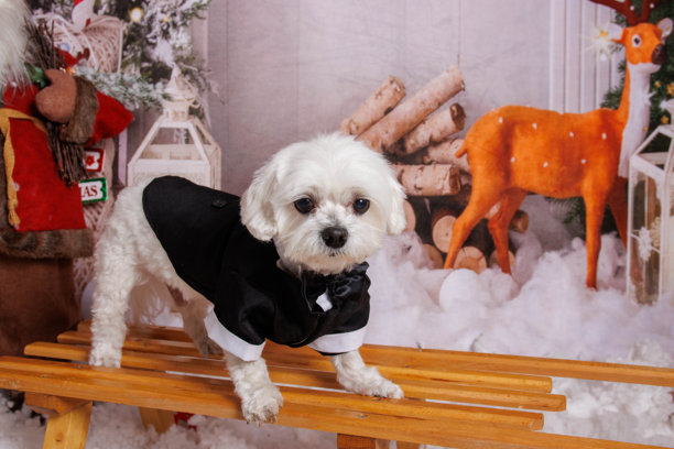 在专业摄影棚中为马尔济斯犬进行圣诞照片拍摄图片下载