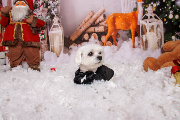 在专业摄影棚中为马尔济斯犬进行圣诞照片拍摄图片下载