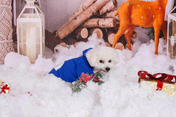 在专业摄影棚中为马尔济斯犬进行圣诞照片拍摄图片下载