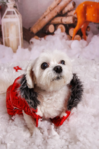 在专业摄影棚中为马尔济斯犬拍摄圣诞照片图片下载
