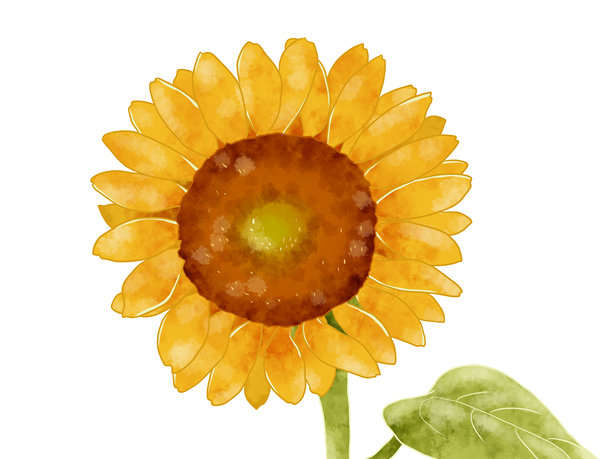 手绘水彩风格的向日葵插图图片下载