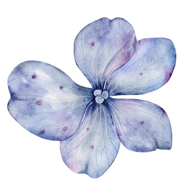 蓝色绣球花水彩画。手绘精致花朵，背景为纯白色。植物插图。非常适合海报、婚礼和生日卡片。图片下载