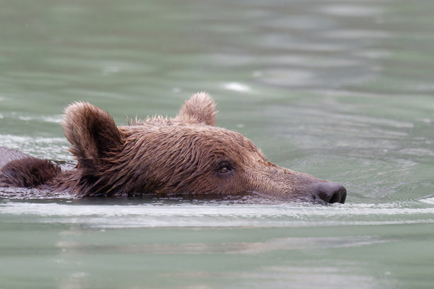阿拉斯加布朗熊在美国阿拉斯加大河湖游泳的特写照片图片下载