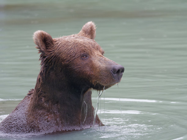 阿拉斯加布朗熊在美国阿拉斯加大河湖游泳的特写照片图片下载