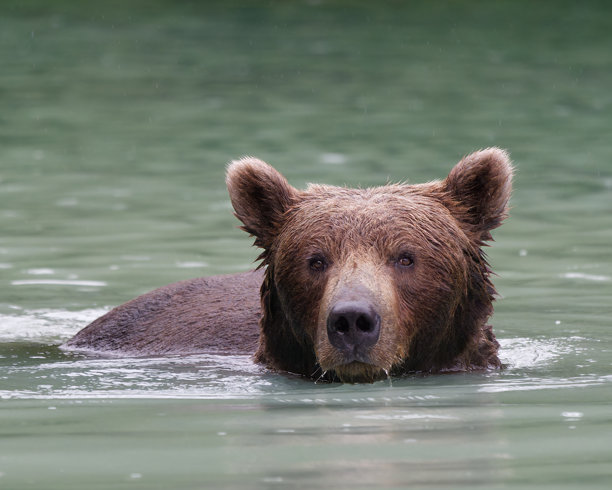阿拉斯加布朗熊在美国阿拉斯加大河湖游泳的特写照片图片下载