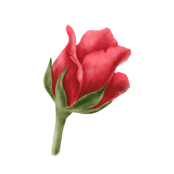 红色玫瑰花蕾，采用水彩技法的写实风格，象征着爱、激情和渴望。手绘插图，适用于情人节、三八妇女节和母亲节的卡片装饰。图片下载
