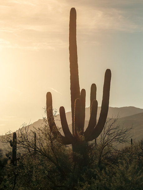 图森亚利桑那州沙漠中的巨型仙人掌，沙漠国家公园竖版照片图片下载