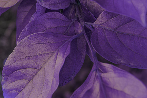 经过处理的照片。特写紫色叶子，选择性对焦。抽象背景。图片下载