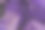 经过处理的照片。特写紫色叶子，选择性对焦。抽象背景。图片下载