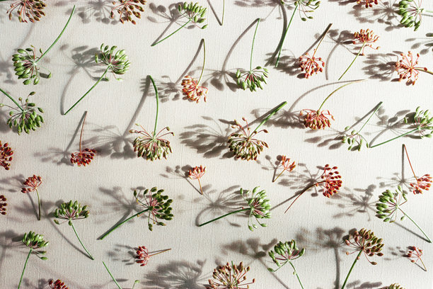 秋季图案特写，开花的莳萝植物作为图案，自然伞形花朵在米色背景上。美学照片展示了香料草药茴香。自然简约的静物，展现了茴香的花序。图片下载