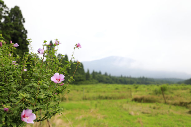 这是一张玫瑰木槿花在自然中美丽绽放的图片。图片下载