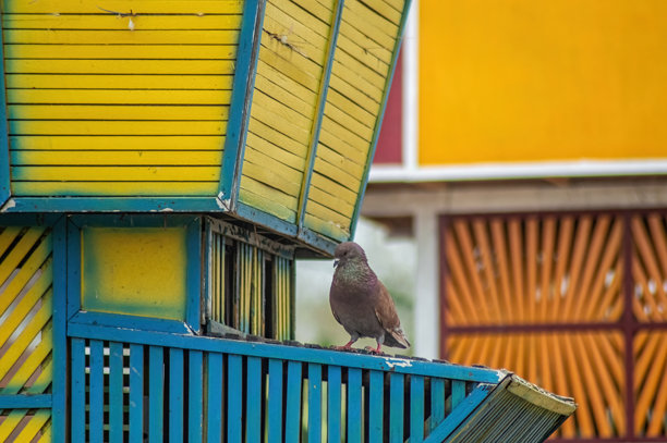 一只鸽子栖息在一个色彩斑斓的几何结构上，结构上有黄色和蓝色的面板。这张照片适合用于城市野生动物、建筑和城市生活主题。图片下载