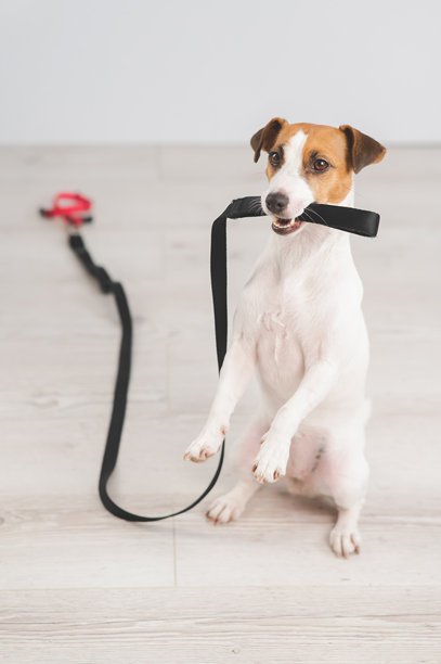 杰克罗素犬牵着狗绳在叫主人去散步。竖版照片。图片下载