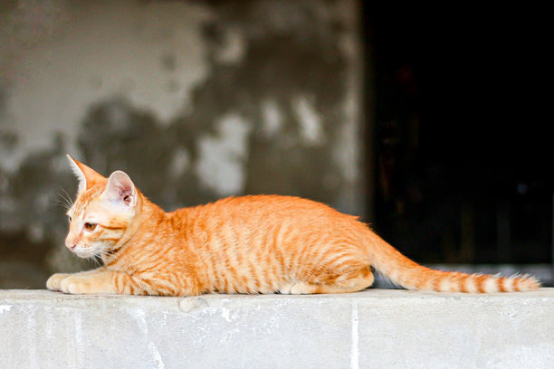 小猫在墙上睡觉的照片，展现了动物的瞬间。图片下载