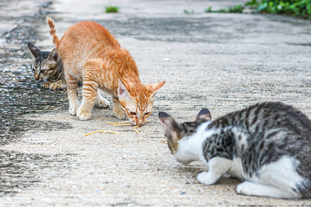 可爱的小猫在吃零食，动物瞬间的概念照片。图片下载
