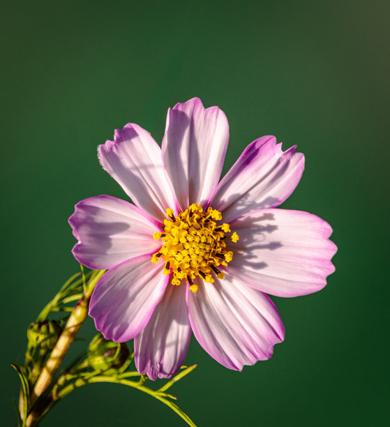 宇宙花的特写照片。图片下载