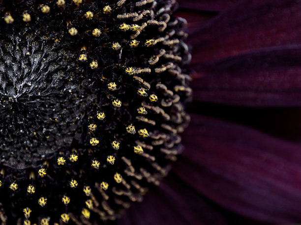 玛莎拉花的背景。向日葵的壁纸。带有留白的背景。祝贺用的图片。花园花卉。室内海报。房屋用的图片。花朵特写，微距照片。图片下载