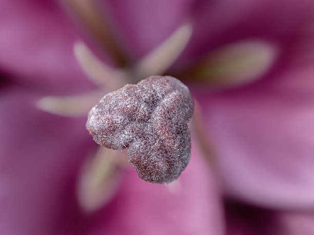 紫色花朵背景。带有百合的壁纸。留有空白的背景。祝贺用的图片。花园花卉。室内海报。房屋用的图片。花朵特写，微距照片。图片下载
