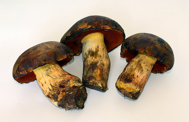 简单的照片图像。图片下载