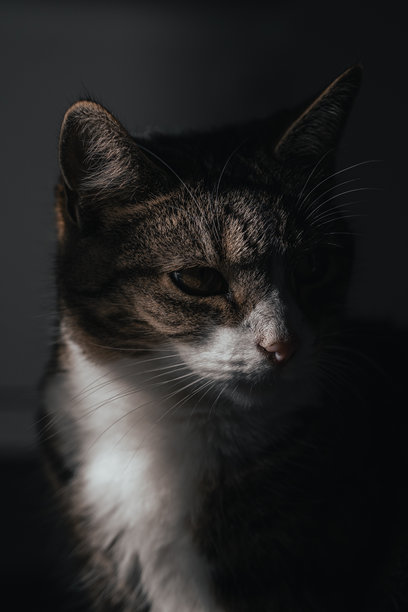 可爱的猫咪肖像，萌萌的小猫照片图片下载