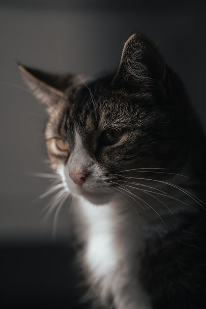 可爱的猫咪肖像，萌萌的小猫照片图片下载