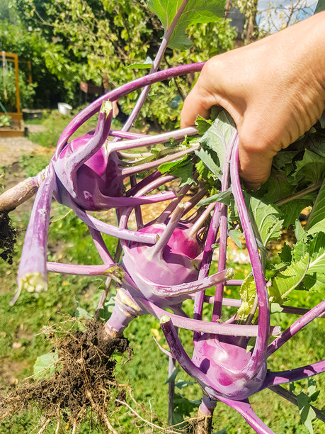 一只女性的手握着三颗新鲜采摘的紫色甘蓝萝卜，带着叶子和根部，夏季户外，竖版照片图片下载