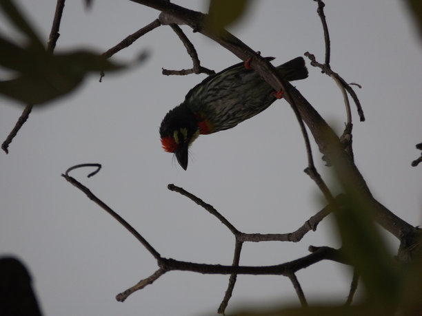 逆光下的铜雀鸟照片图片下载