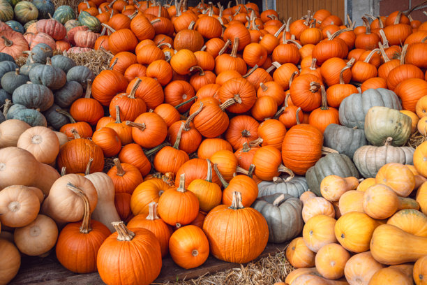 南瓜盛宴：完美的万圣节雕刻素材图片下载