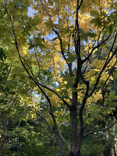 这是秋天树叶的特写照片。图片下载