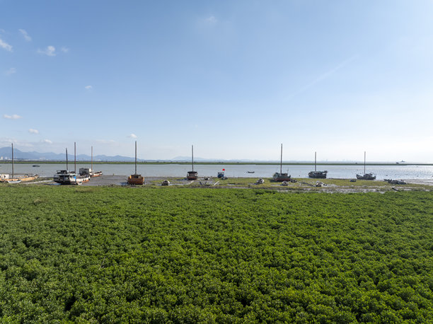 沿海红树林旁停靠的渔船航拍照片图片下载