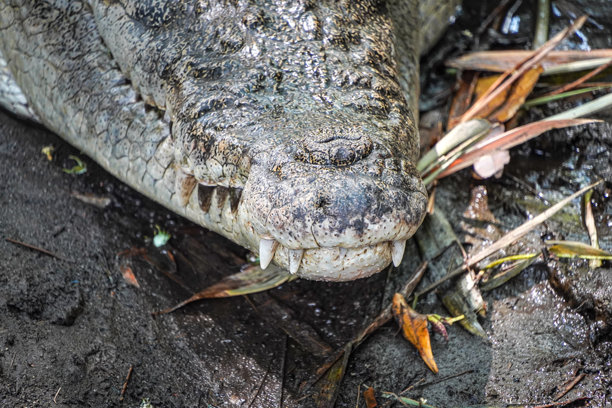 盐水鳄鱼（Crocodylus porosus）的特写照片，它是一种原产于盐水栖息地、咸淡水湿地和淡水河流的鳄鱼。世界动物日的概念。图片下载