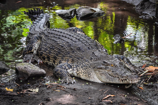 盐水鳄鱼（Crocodylus porosus）的特写照片，它是一种原产于盐水栖息地、咸淡水湿地和淡水河流的鳄鱼。世界动物日的概念。图片下载