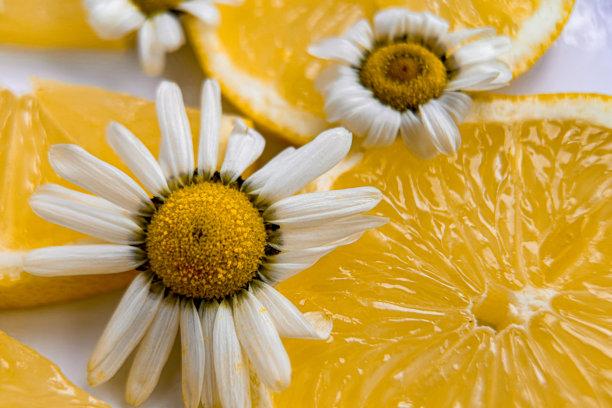 白色背景上的微距摄影，柠檬片与雏菊。新鲜多汁的柠檬，剪贴画。高分辨率的柑橘类水果和切片柠檬照片。图片下载