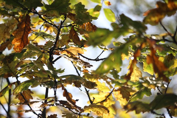 一张老橡树秋季色彩的照片。特写照片展示了树叶和树枝 - 秋季背景。图片下载