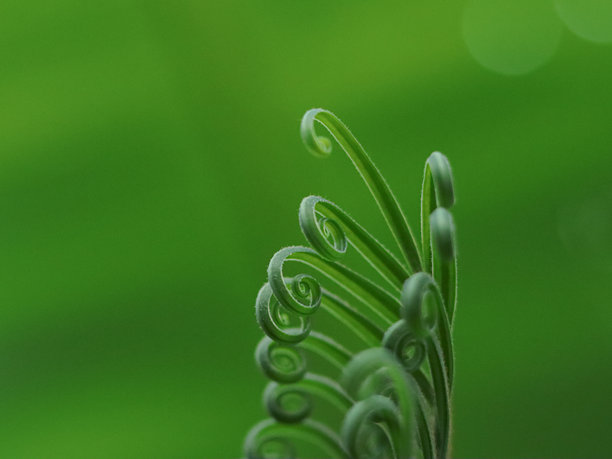 早春森林中生长的浅绿色蕨类植物叶子的特写照片。螺旋状的蕨头，自然背景概念。图片下载