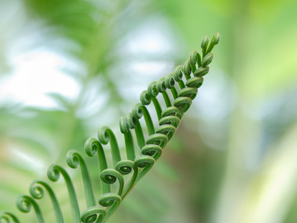 早春森林中生长的浅绿色蕨类植物叶子的特写照片。螺旋状的蕨头，自然背景概念。图片下载
